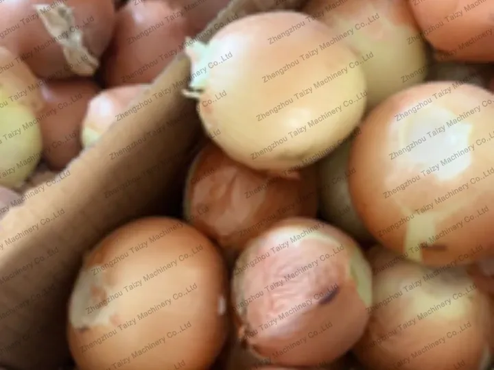 Onions before processing