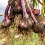 garlic before processing