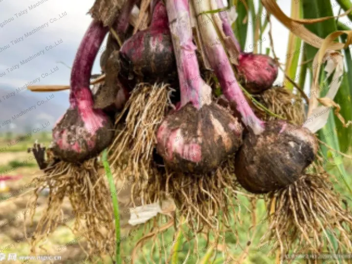 garlic before processing