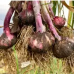 garlic before processing