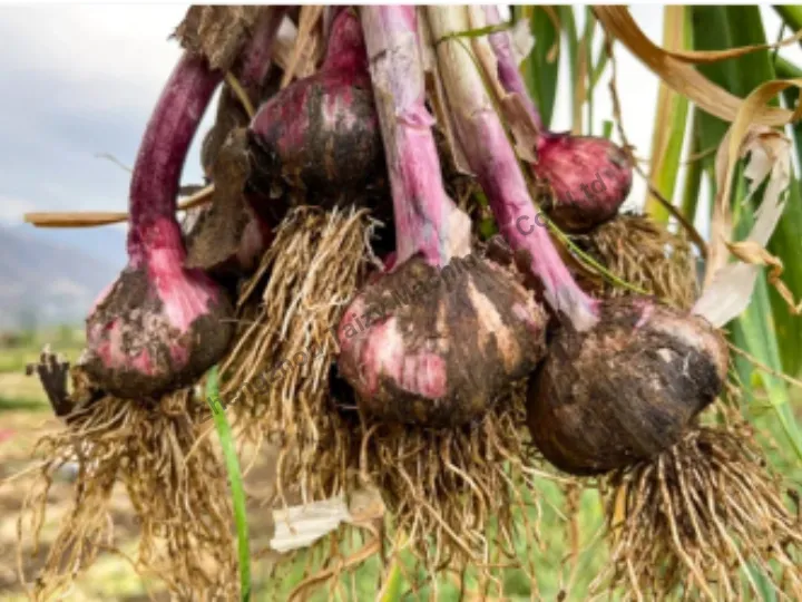 Garlic before processing