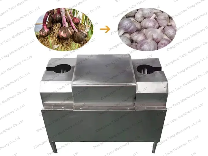 Máquina de corte de raíz y tallo de ajo