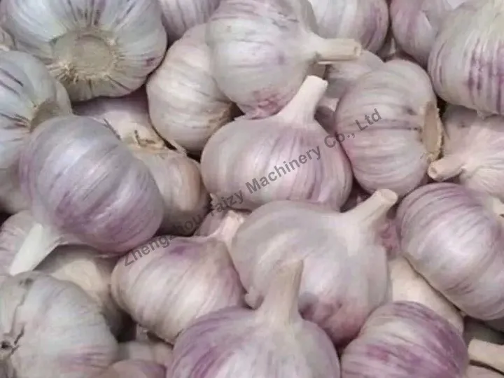 Processed garlic
