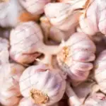 garlic bulbs