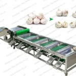 garlic grading machine