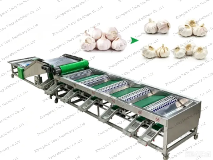 Garlic Peeling Production Line 2 Garlic grading machine