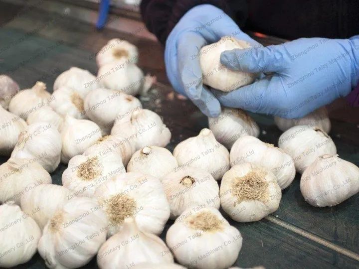 Select garlic